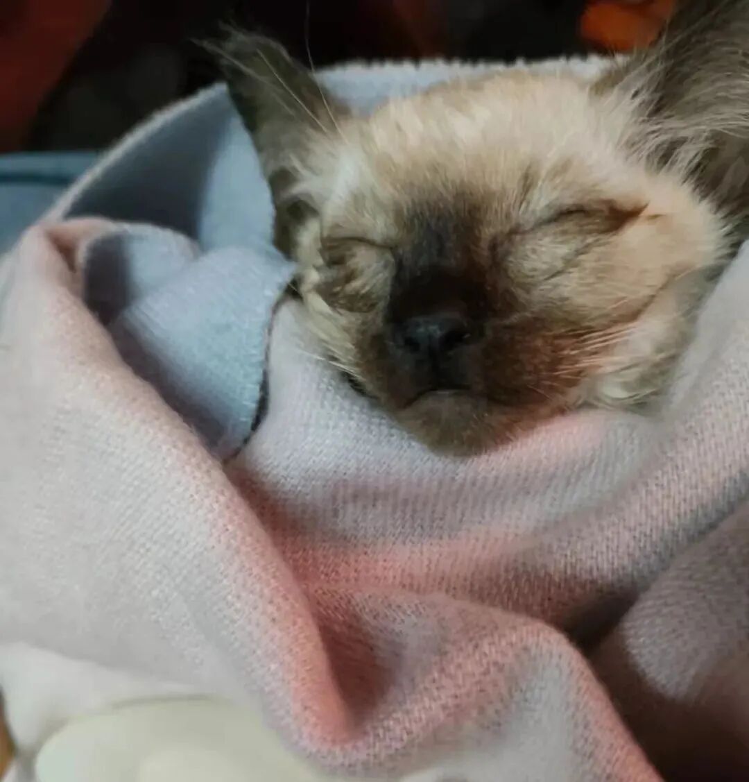 动物拍片腹部怎么摆众筹丨21年12月部分动物医疗费_https://www.jmylbn.com_新闻资讯_第42张