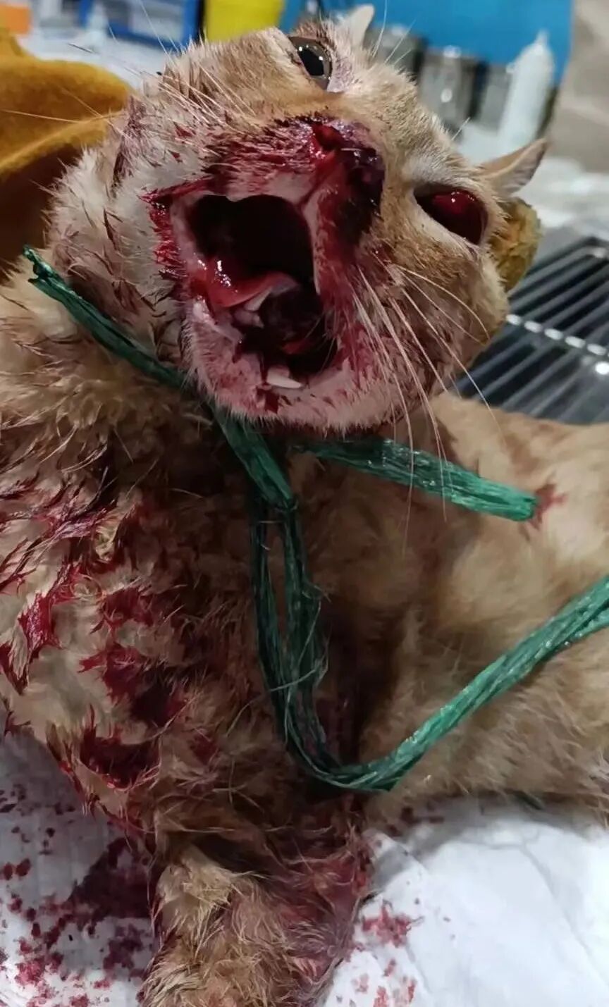 动物拍片腹部怎么摆众筹丨21年12月部分动物医疗费_https://www.jmylbn.com_新闻资讯_第48张