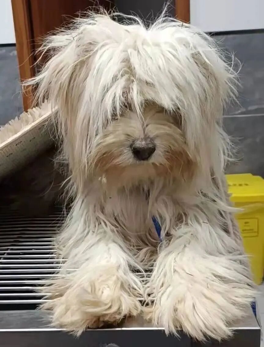 动物拍片腹部怎么摆众筹丨21年12月部分动物医疗费_https://www.jmylbn.com_新闻资讯_第44张