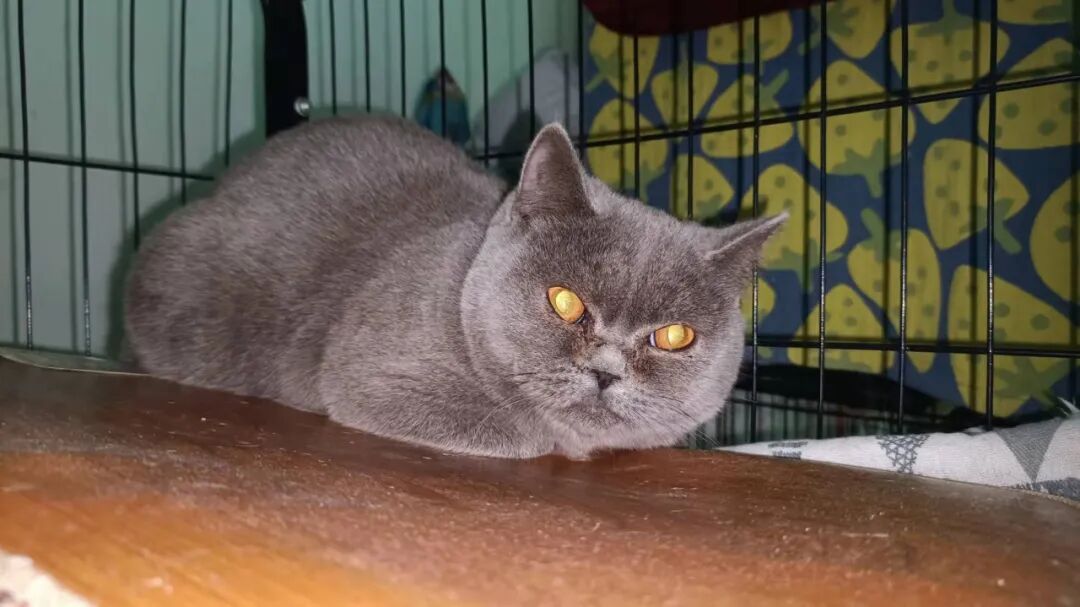 动物拍片腹部怎么摆众筹丨21年12月部分动物医疗费_https://www.jmylbn.com_新闻资讯_第50张