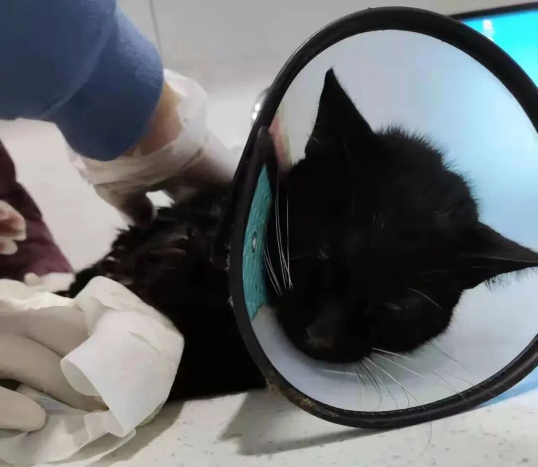 动物拍片腹部怎么摆众筹丨21年12月部分动物医疗费_https://www.jmylbn.com_新闻资讯_第17张