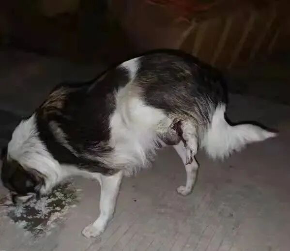 动物拍片腹部怎么摆众筹丨21年12月部分动物医疗费_https://www.jmylbn.com_新闻资讯_第23张