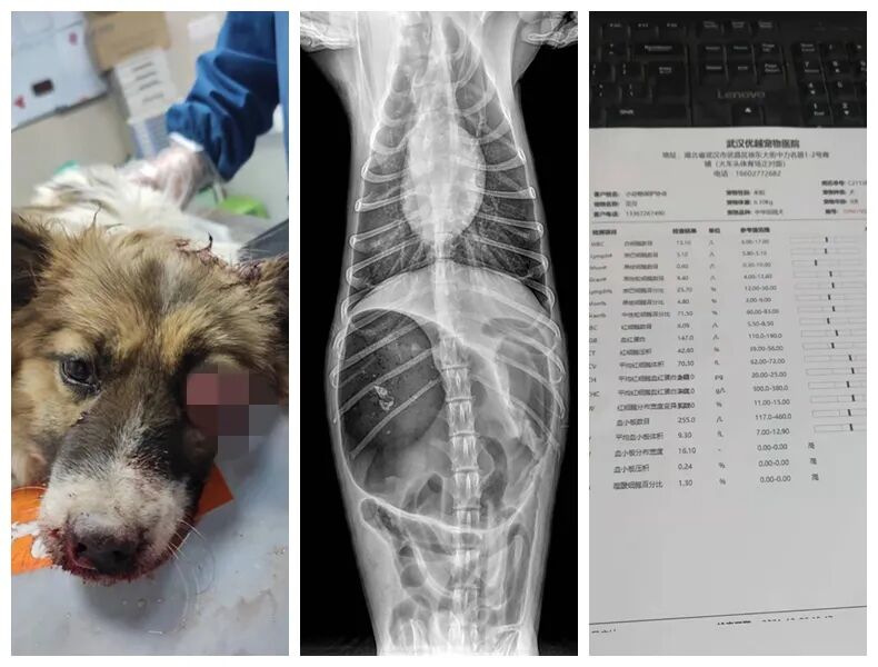 动物拍片腹部怎么摆众筹丨21年12月部分动物医疗费_https://www.jmylbn.com_新闻资讯_第10张