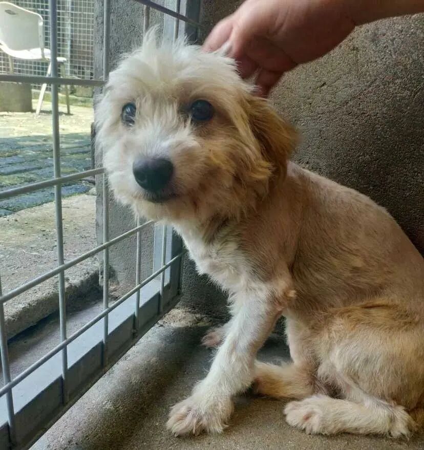 动物拍片腹部怎么摆众筹丨21年12月部分动物医疗费_https://www.jmylbn.com_新闻资讯_第20张