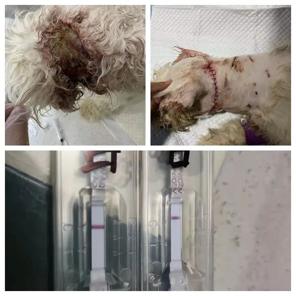 动物拍片腹部怎么摆众筹丨21年12月部分动物医疗费_https://www.jmylbn.com_新闻资讯_第25张