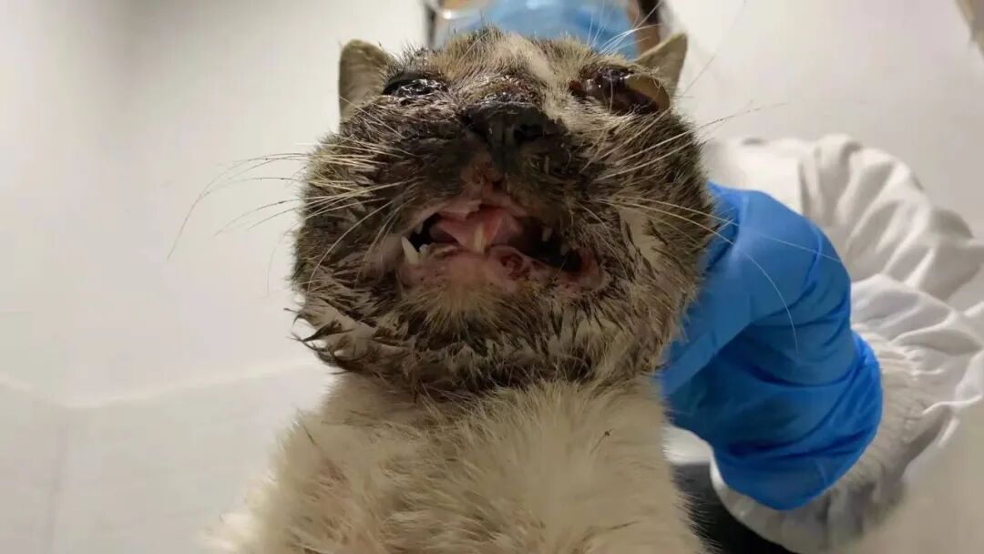 动物拍片腹部怎么摆众筹丨21年12月部分动物医疗费_https://www.jmylbn.com_新闻资讯_第16张