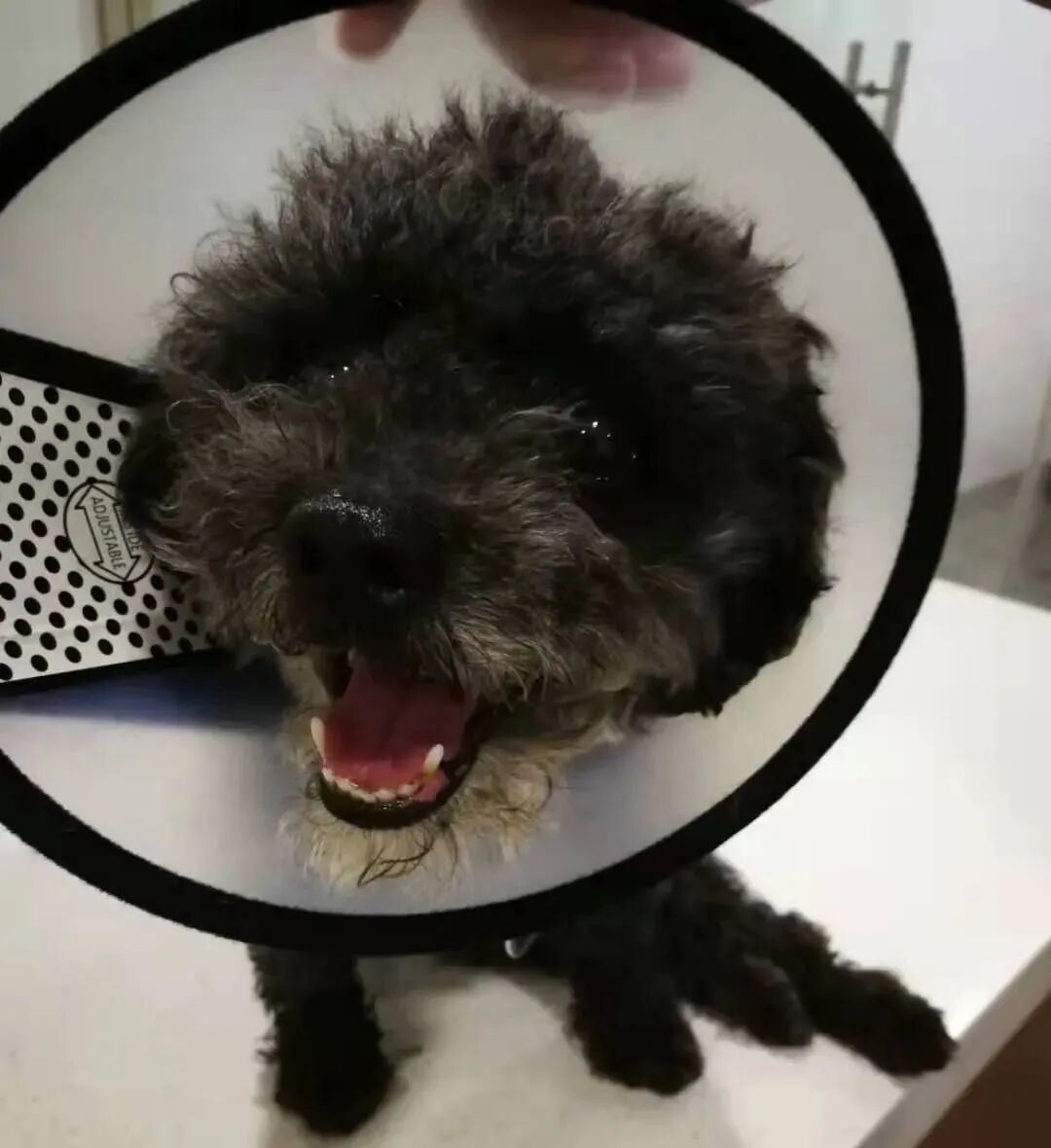 动物拍片腹部怎么摆众筹丨21年12月部分动物医疗费_https://www.jmylbn.com_新闻资讯_第4张