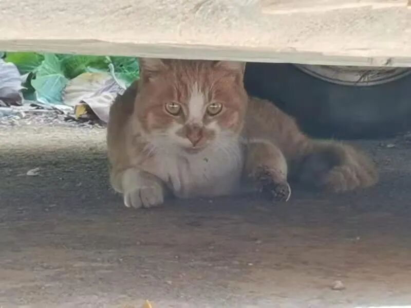 动物拍片腹部怎么摆众筹丨21年12月部分动物医疗费_https://www.jmylbn.com_新闻资讯_第14张