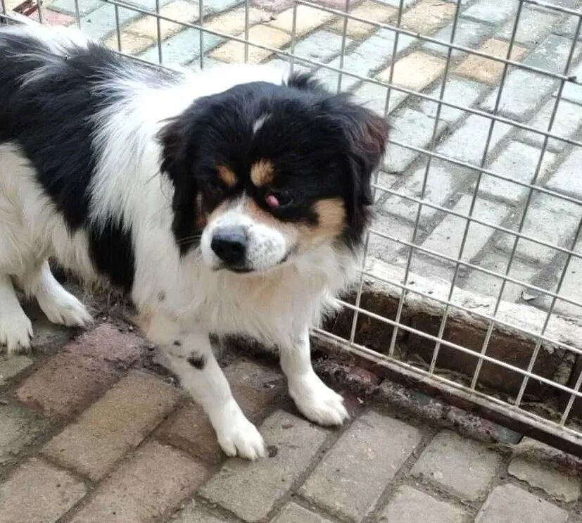 动物拍片腹部怎么摆众筹丨21年12月部分动物医疗费_https://www.jmylbn.com_新闻资讯_第19张