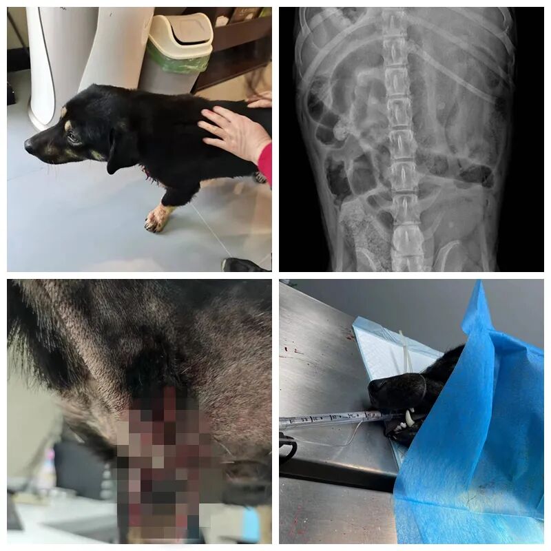 动物拍片腹部怎么摆众筹丨21年12月部分动物医疗费_https://www.jmylbn.com_新闻资讯_第8张