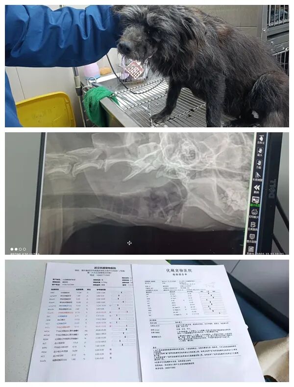 动物拍片腹部怎么摆众筹丨21年12月部分动物医疗费_https://www.jmylbn.com_新闻资讯_第9张