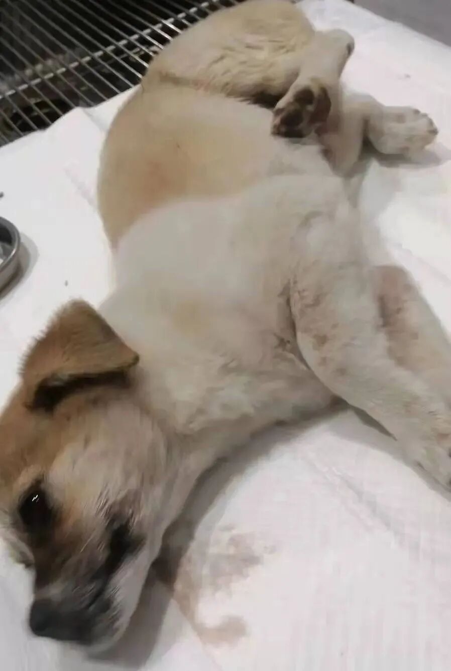 动物拍片腹部怎么摆众筹丨21年12月部分动物医疗费_https://www.jmylbn.com_新闻资讯_第43张