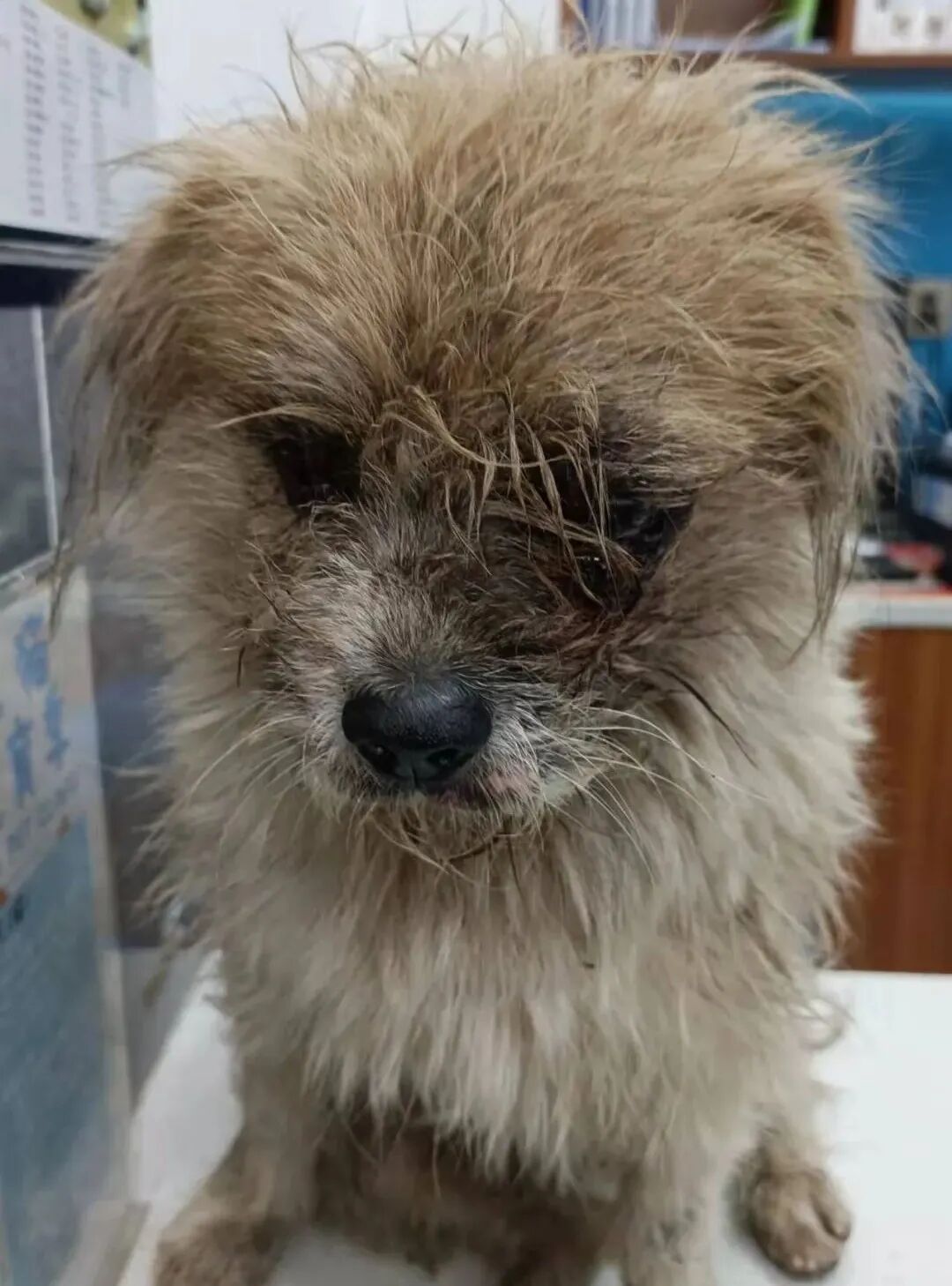 动物拍片腹部怎么摆众筹丨21年12月部分动物医疗费_https://www.jmylbn.com_新闻资讯_第41张