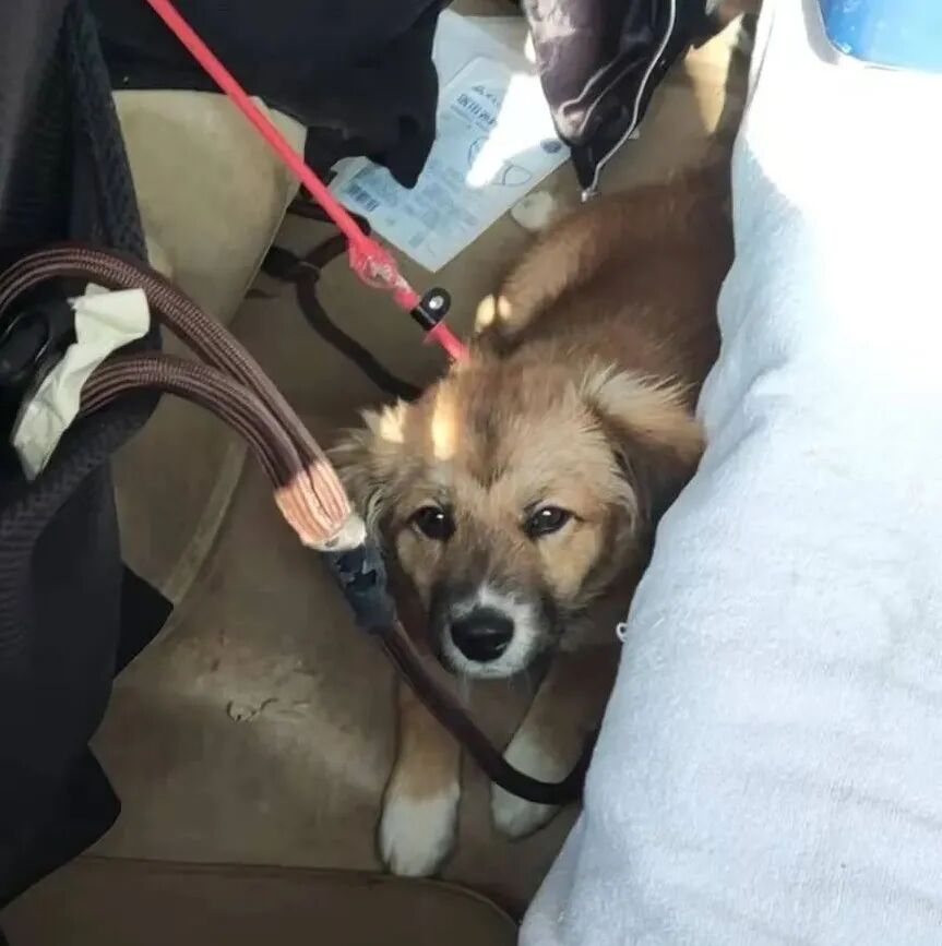 动物拍片腹部怎么摆众筹丨21年12月部分动物医疗费_https://www.jmylbn.com_新闻资讯_第21张