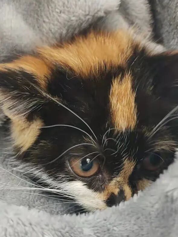 动物拍片腹部怎么摆众筹丨21年12月部分动物医疗费_https://www.jmylbn.com_新闻资讯_第26张