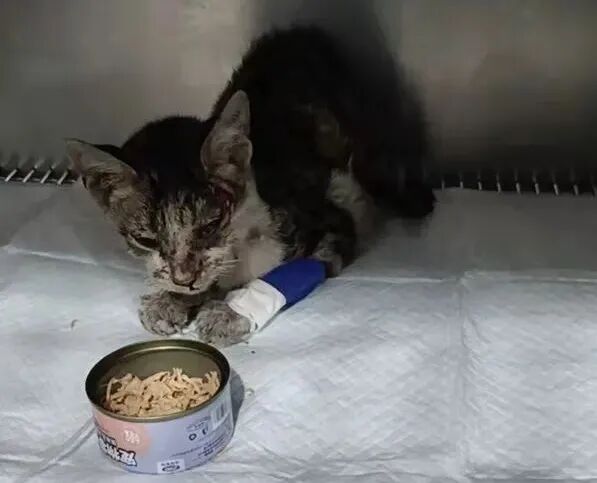 动物拍片腹部怎么摆众筹丨21年12月部分动物医疗费_https://www.jmylbn.com_新闻资讯_第34张