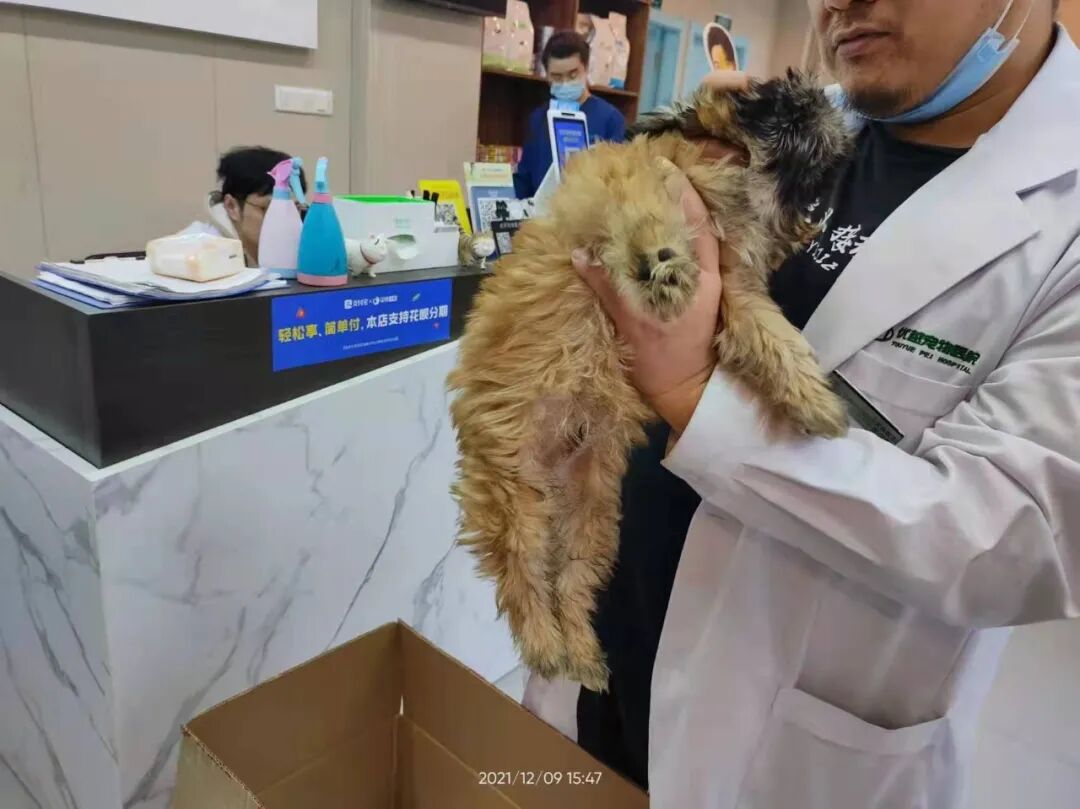 动物拍片腹部怎么摆众筹丨21年12月部分动物医疗费_https://www.jmylbn.com_新闻资讯_第5张