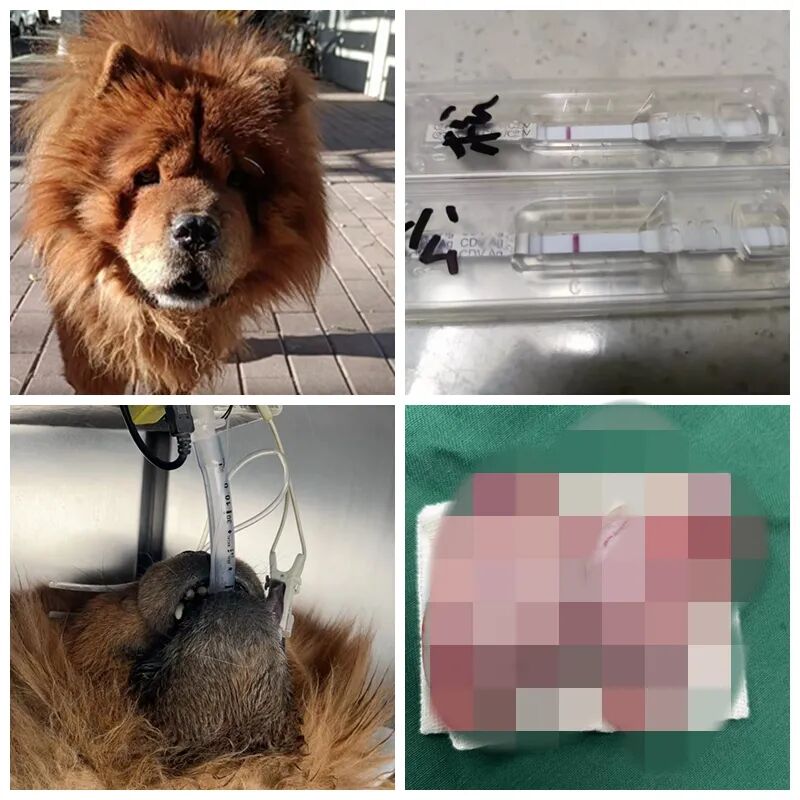 动物拍片腹部怎么摆众筹丨21年12月部分动物医疗费_https://www.jmylbn.com_新闻资讯_第3张