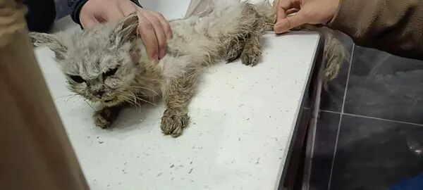 动物拍片腹部怎么摆众筹丨21年12月部分动物医疗费_https://www.jmylbn.com_新闻资讯_第35张