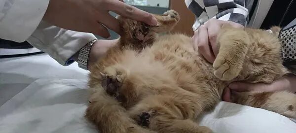 动物拍片腹部怎么摆众筹丨21年12月部分动物医疗费_https://www.jmylbn.com_新闻资讯_第15张