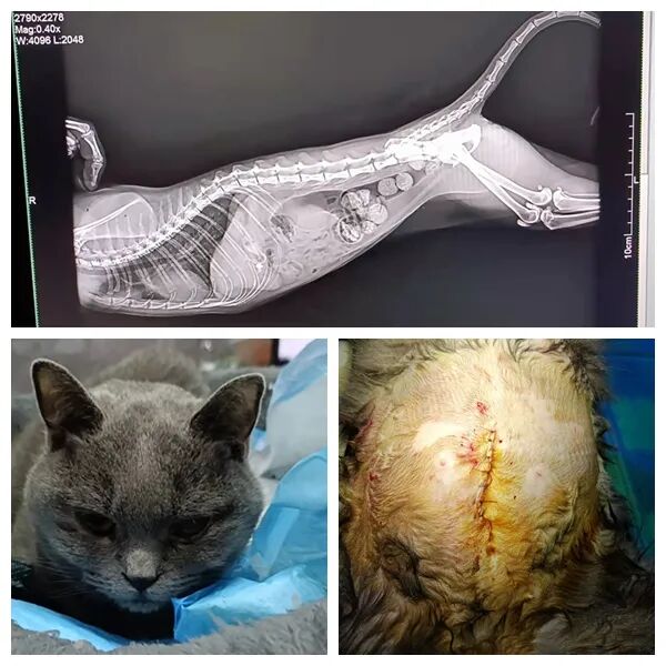 动物拍片腹部怎么摆众筹丨21年12月部分动物医疗费_https://www.jmylbn.com_新闻资讯_第33张