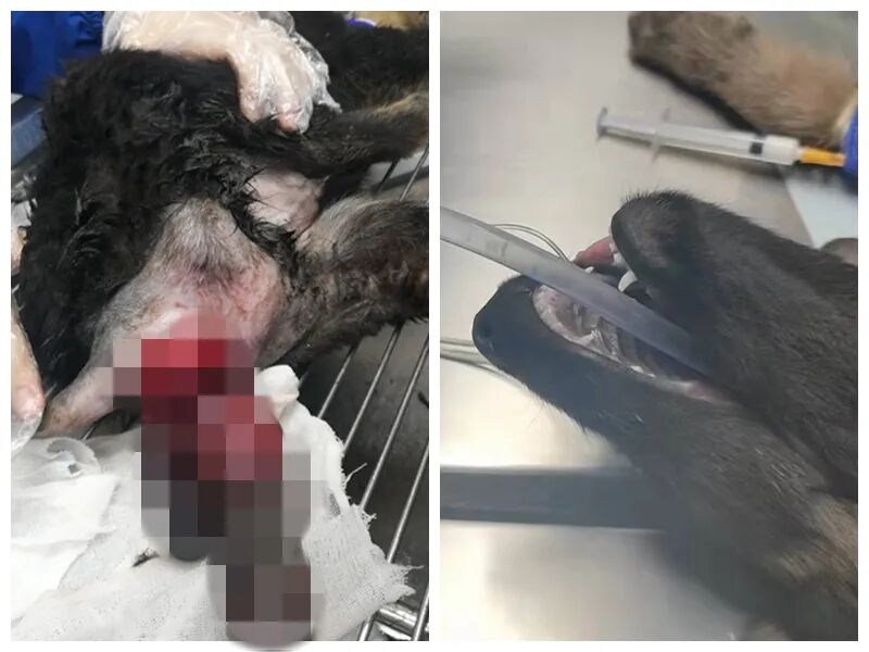 动物拍片腹部怎么摆众筹丨21年12月部分动物医疗费_https://www.jmylbn.com_新闻资讯_第13张