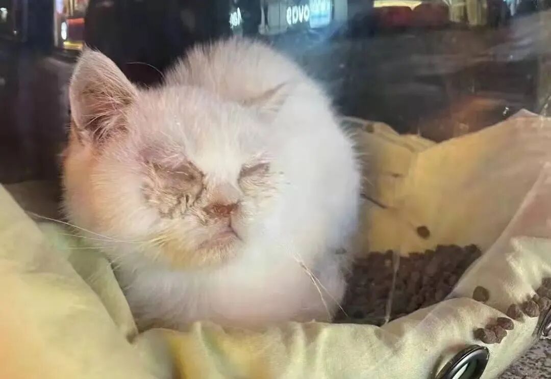 动物拍片腹部怎么摆众筹丨21年12月部分动物医疗费_https://www.jmylbn.com_新闻资讯_第49张