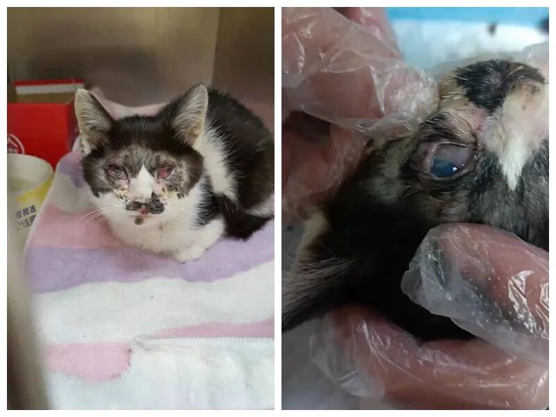 动物拍片腹部怎么摆众筹丨21年12月部分动物医疗费_https://www.jmylbn.com_新闻资讯_第31张