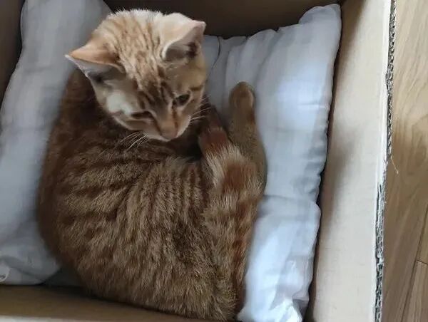 动物拍片腹部怎么摆众筹丨21年12月部分动物医疗费_https://www.jmylbn.com_新闻资讯_第39张