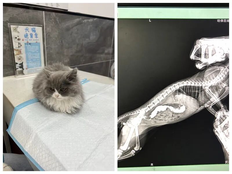 动物拍片腹部怎么摆众筹丨21年12月部分动物医疗费_https://www.jmylbn.com_新闻资讯_第40张