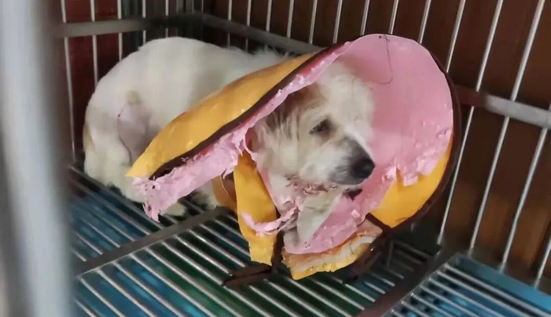 动物拍片腹部怎么摆众筹丨21年12月部分动物医疗费_https://www.jmylbn.com_新闻资讯_第24张