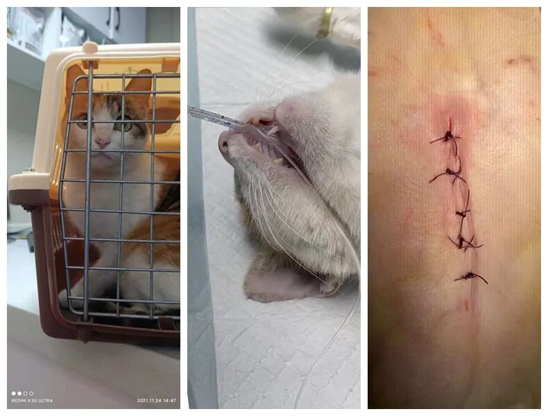 动物拍片腹部怎么摆众筹丨21年12月部分动物医疗费_https://www.jmylbn.com_新闻资讯_第11张