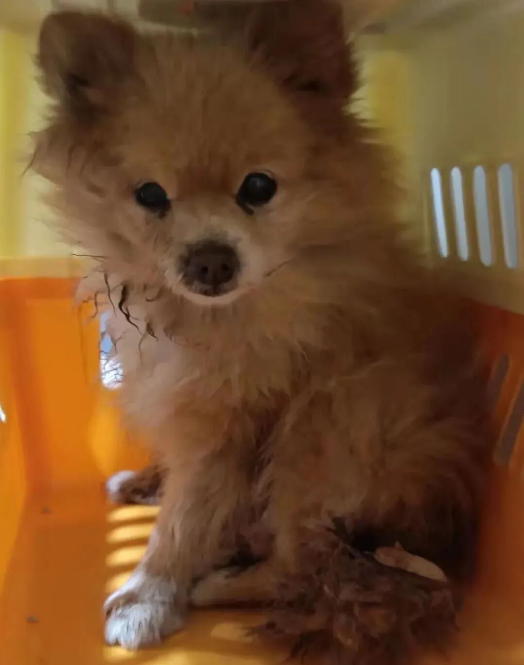 动物拍片腹部怎么摆众筹丨21年12月部分动物医疗费_https://www.jmylbn.com_新闻资讯_第36张