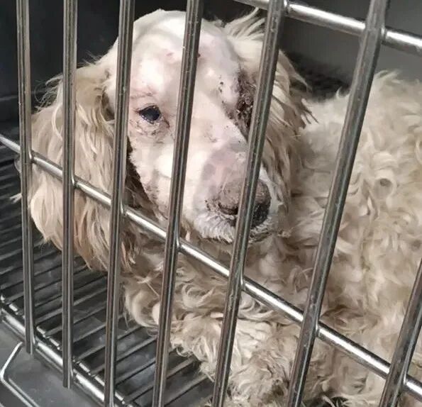 动物拍片腹部怎么摆众筹丨21年12月部分动物医疗费_https://www.jmylbn.com_新闻资讯_第38张