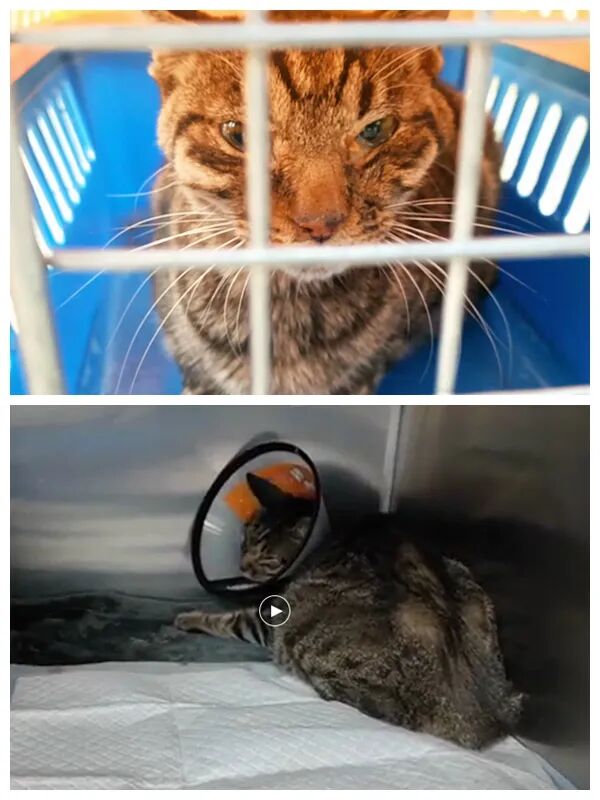 动物拍片腹部怎么摆众筹丨21年12月部分动物医疗费_https://www.jmylbn.com_新闻资讯_第7张