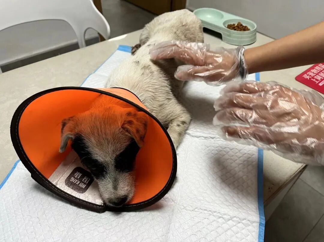 动物拍片腹部怎么摆众筹丨21年12月部分动物医疗费_https://www.jmylbn.com_新闻资讯_第32张