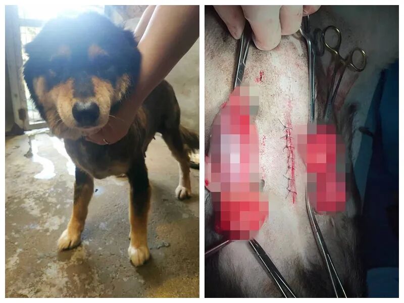 动物拍片腹部怎么摆众筹丨21年12月部分动物医疗费_https://www.jmylbn.com_新闻资讯_第18张