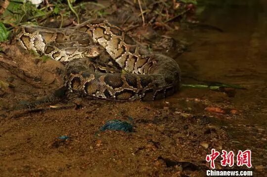 留学回国不到一年! 23岁华女失恋，追求另类“刺激”，结果...（组图） - 4