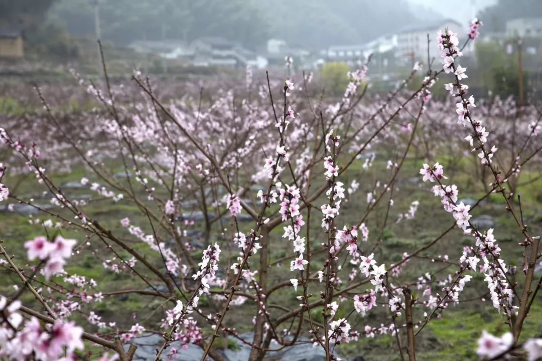 美麗鄉村示範縣創建丨巖樟鄉居家養老服務中心開業啦，大家來看看！ 家居 第16張