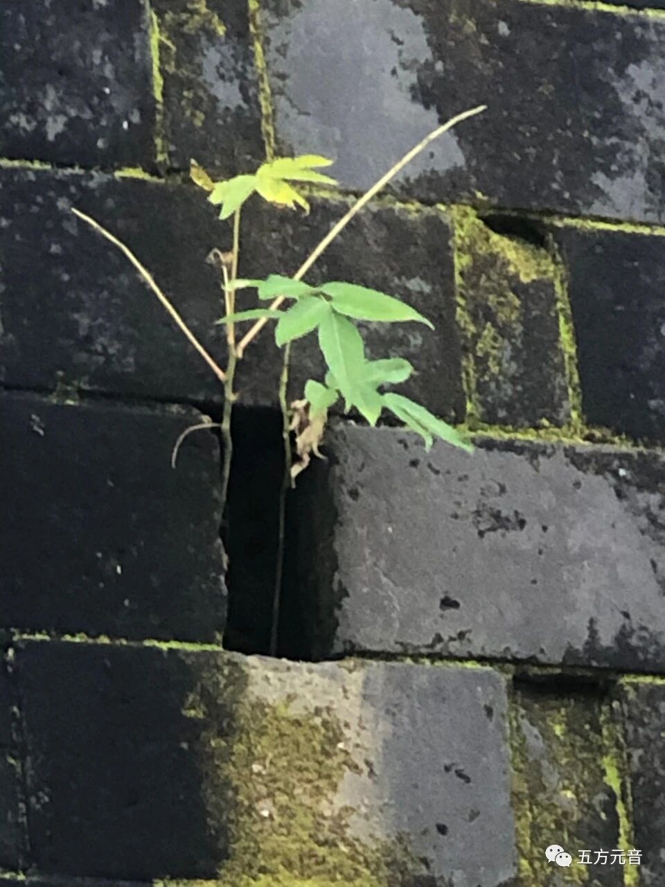 东由留”探访古建筑及碑刻（手机拍照）——五方元音【白全忠访碑录】