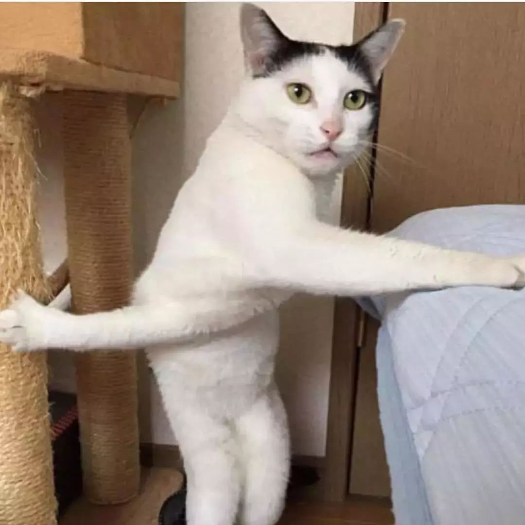 这些沙雕猫片经过插画师的二次创作简直更萌了