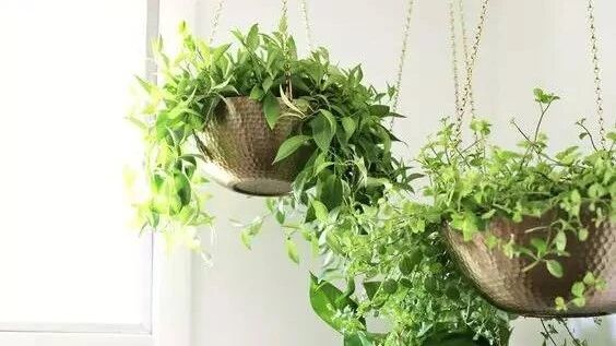 在阳台上种花的亲，快把花盆搬进屋吧210526