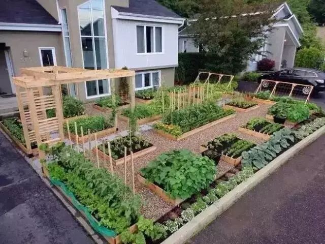 别人在家种出菜园了，比花园还漂亮