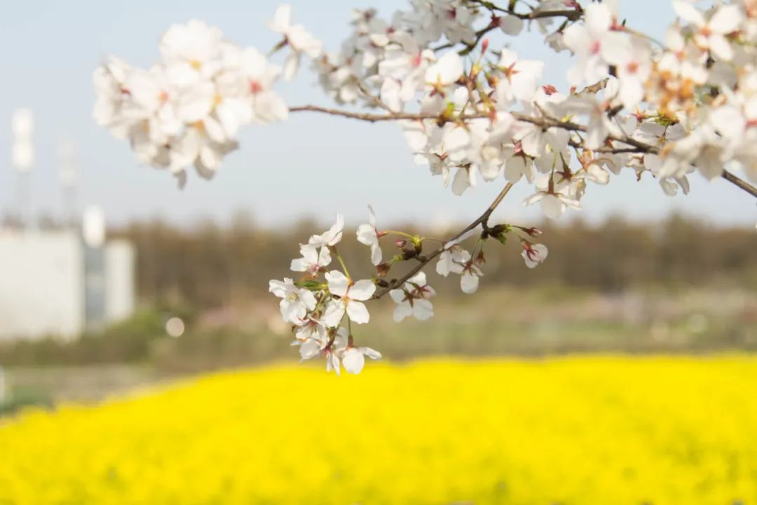 預(yù)告|“云賞獅山春”——華中農(nóng)業(yè)大學(xué)誠(chéng)邀師生校友市民在線校園踏青(圖10)