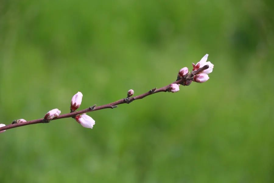 預(yù)告|“云賞獅山春”——華中農(nóng)業(yè)大學(xué)誠(chéng)邀師生校友市民在線校園踏青(圖8)