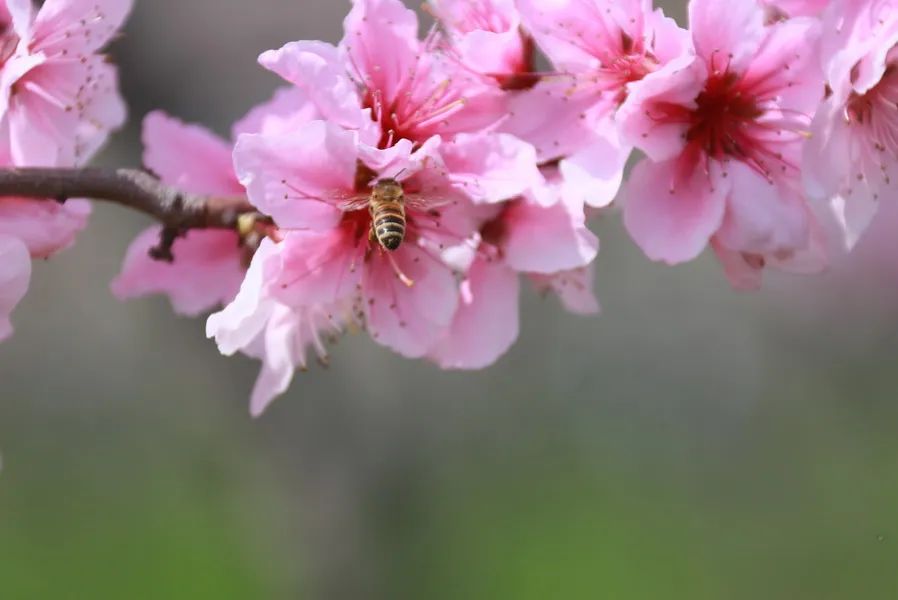 預(yù)告|“云賞獅山春”——華中農(nóng)業(yè)大學(xué)誠(chéng)邀師生校友市民在線校園踏青(圖7)