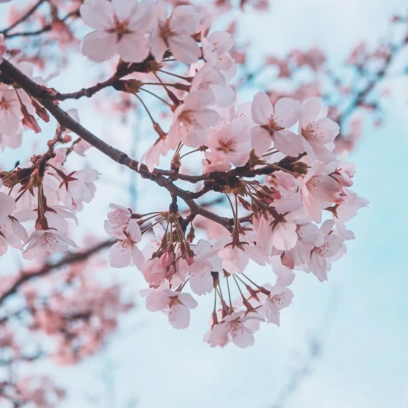 預(yù)告|“云賞獅山春”——華中農(nóng)業(yè)大學(xué)誠邀師生校友市民在線校園踏青(圖6)