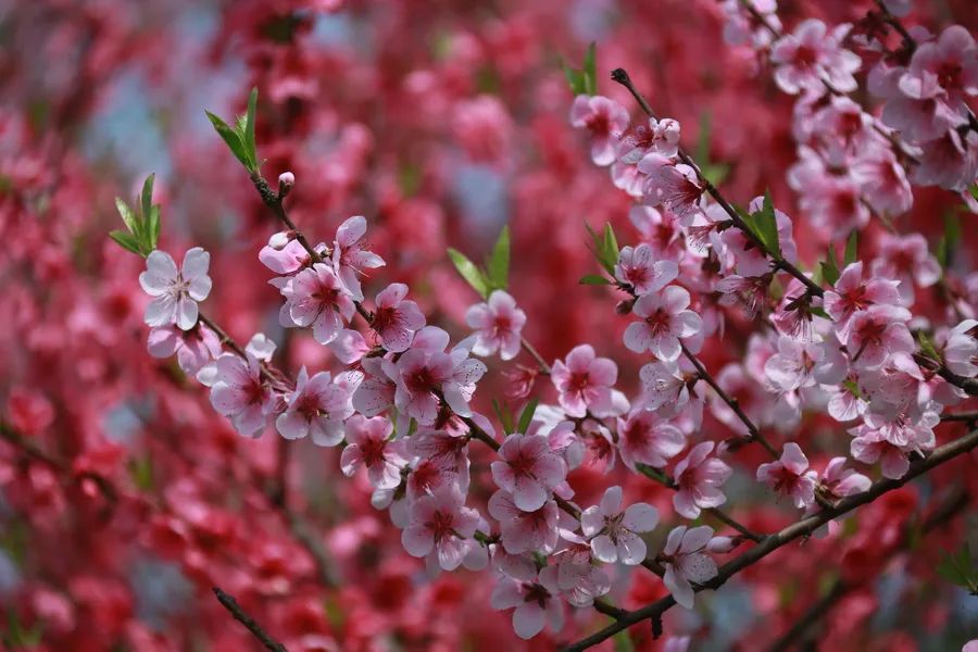 預(yù)告|“云賞獅山春”——華中農(nóng)業(yè)大學(xué)誠(chéng)邀師生校友市民在線校園踏青(圖9)