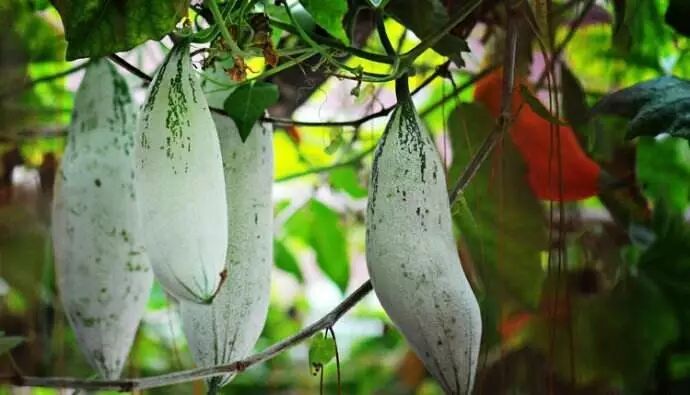 冰爽森波拉,去森波拉部落农场"偷"瓜摘果!