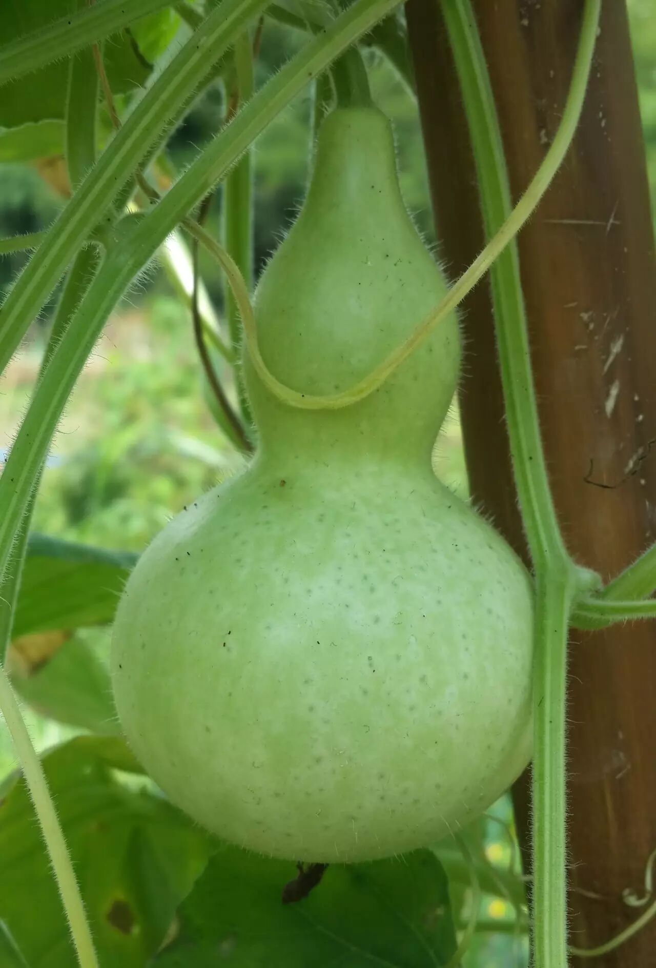 冰爽森波拉,去森波拉部落农场"偷"瓜摘果!